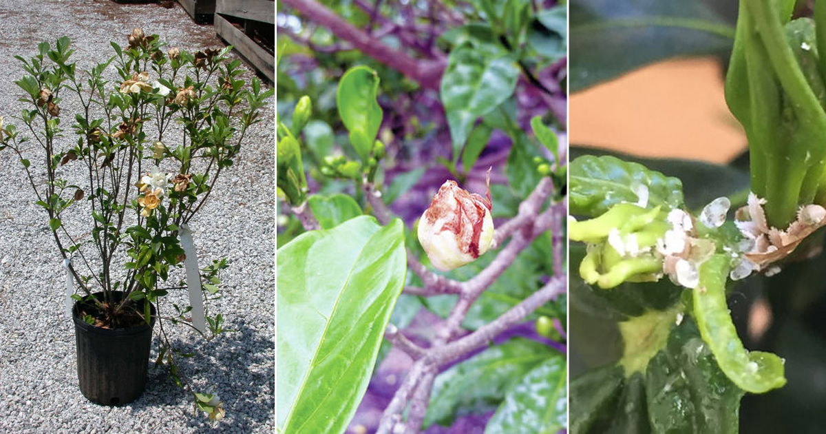 Gardenia Buds Turning Brown