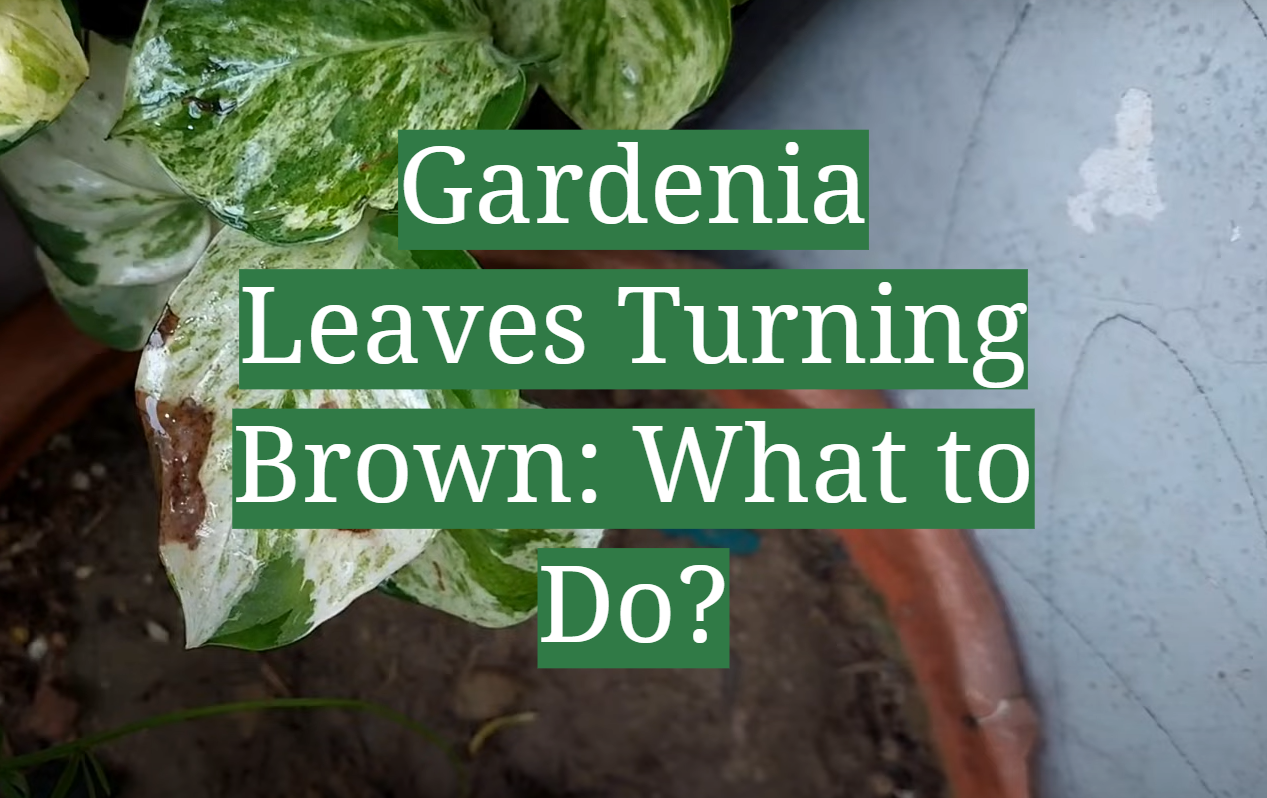 Gardenia leaves brown