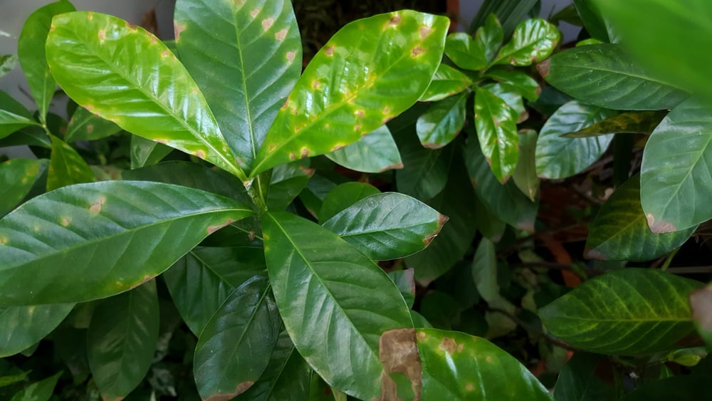 Brown Leaves On Gardenia