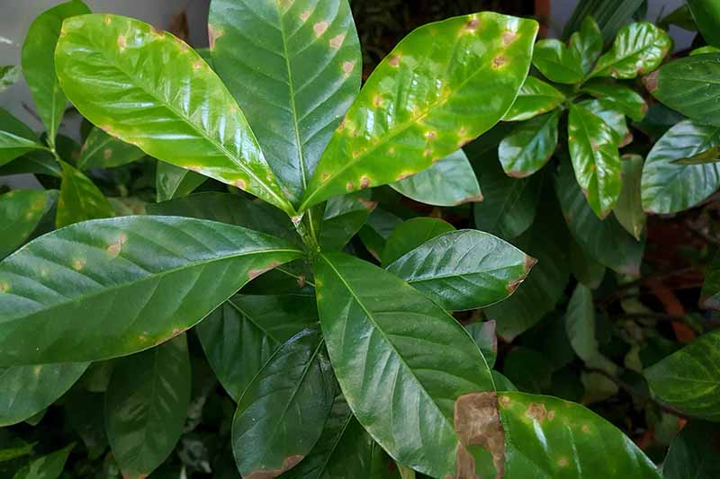 Gardenia Brown Leaves