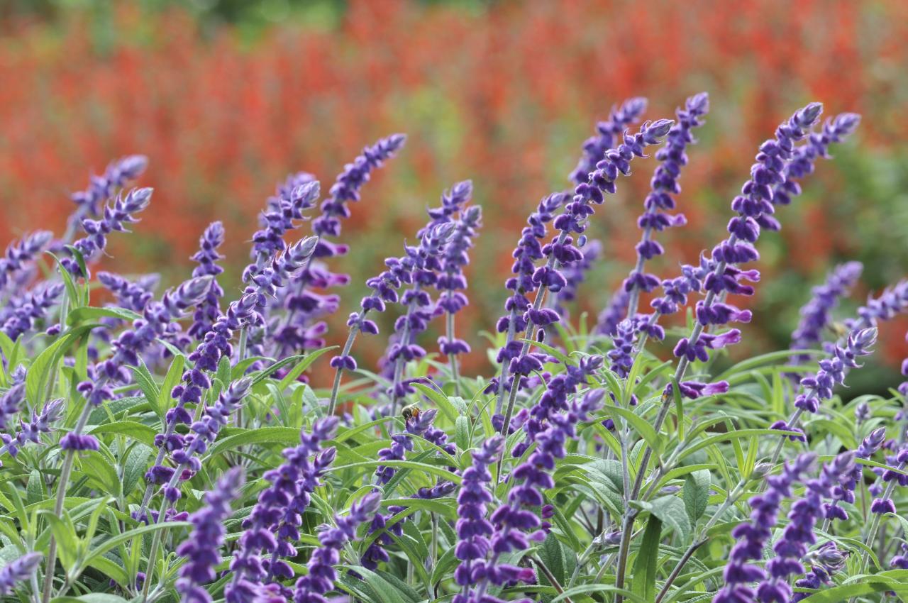 Salvias In Shade