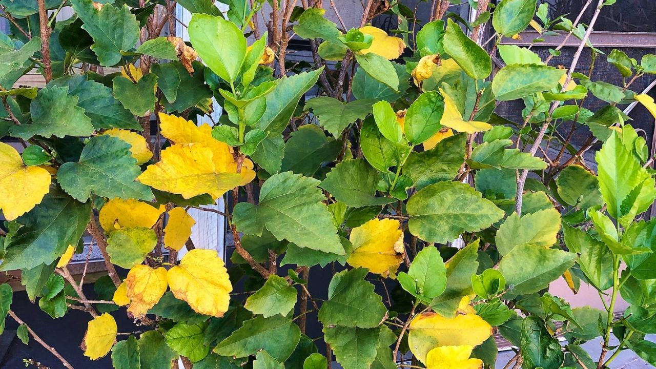Why Are My Buds Turning Yellow