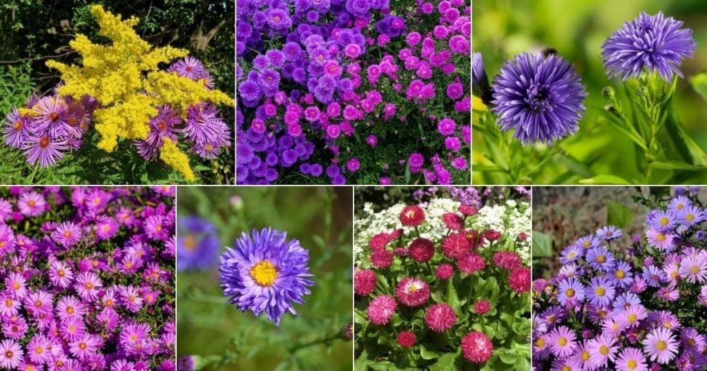Aster harrington yellow angliae novae