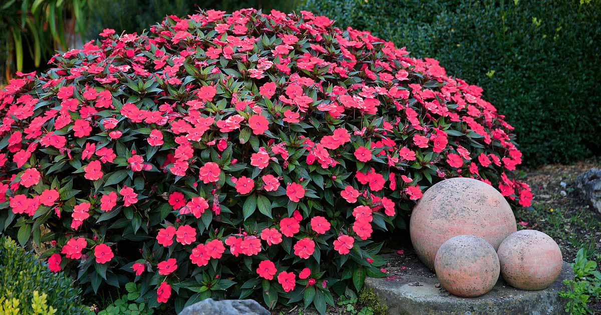 Impatiens Too Much Sun