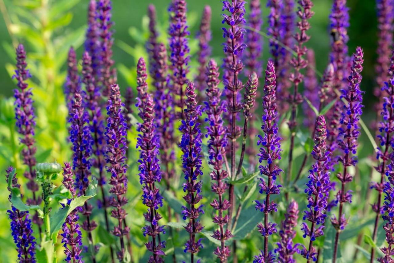 Can Salvias Grow In Shade