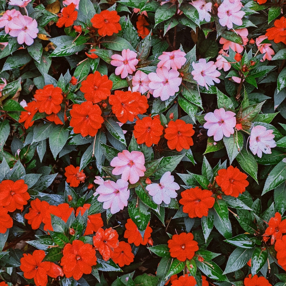 Impatiens Leaf Curl