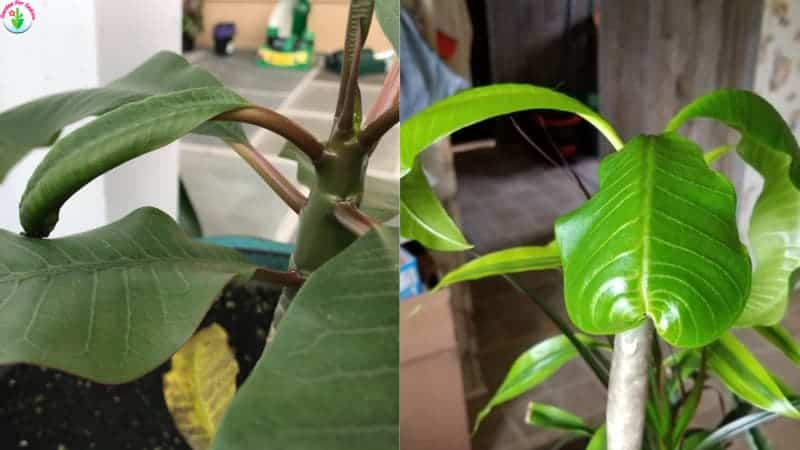 Curling Plumeria Leaves