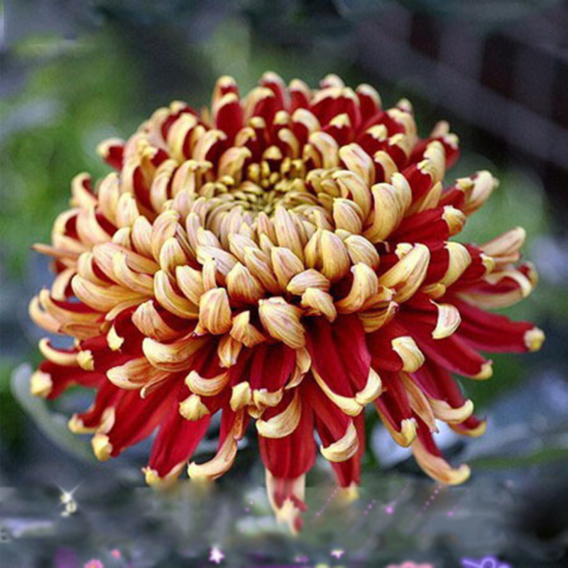 Chrysanthemum yellow red flower poo season india show garden tamil flowerspicture
