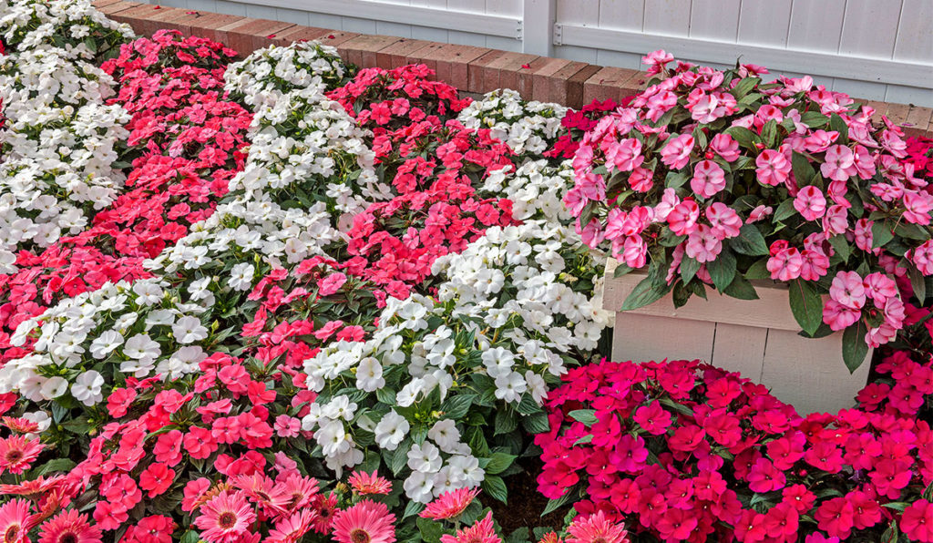 What Colors Do Sunpatiens Come In