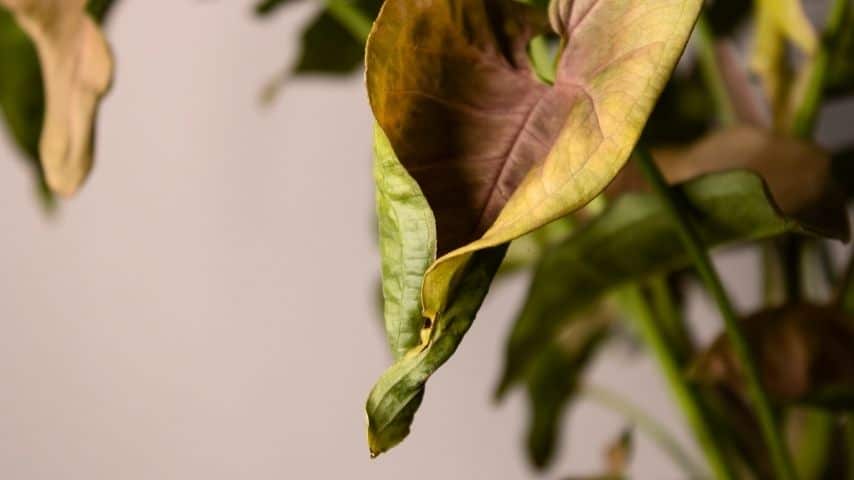 Leaves Curling Upwards