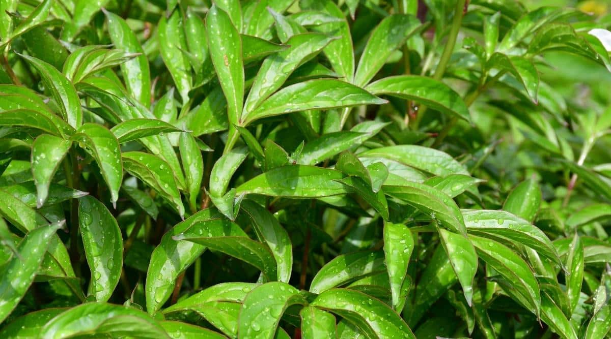 Leaf Curl On Peonies