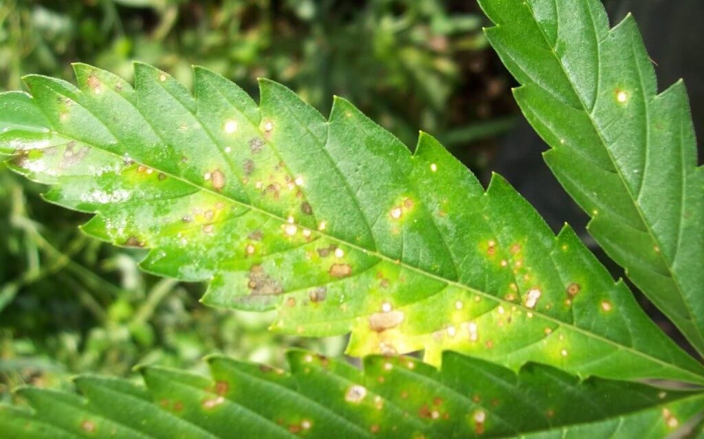 Orange Spots On Cannabis Leaves