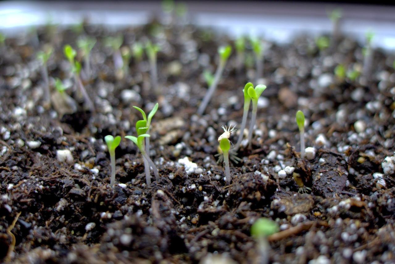 Do Asters Need Cold Stratification