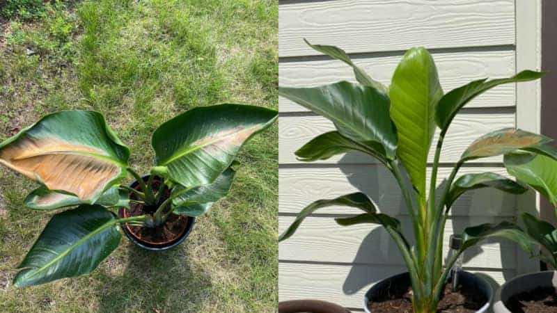 Why Is My Bird Of Paradise Leaves Turning Brown