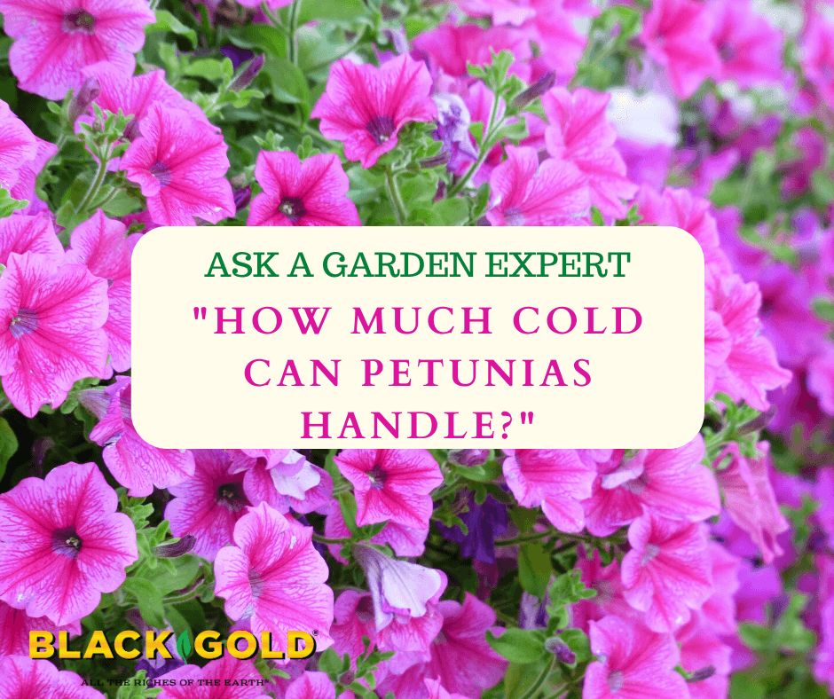 What Temperatures Can Petunias Tolerate
