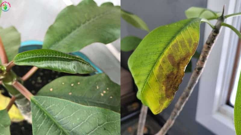 Plumeria Brown Spots On Leaves