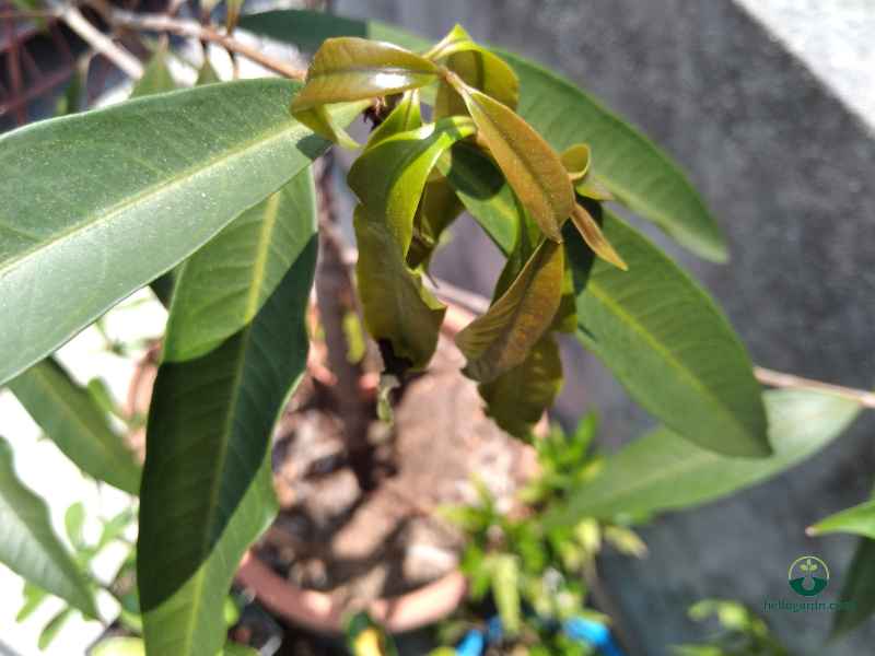 Plumeria Leaves Drooping