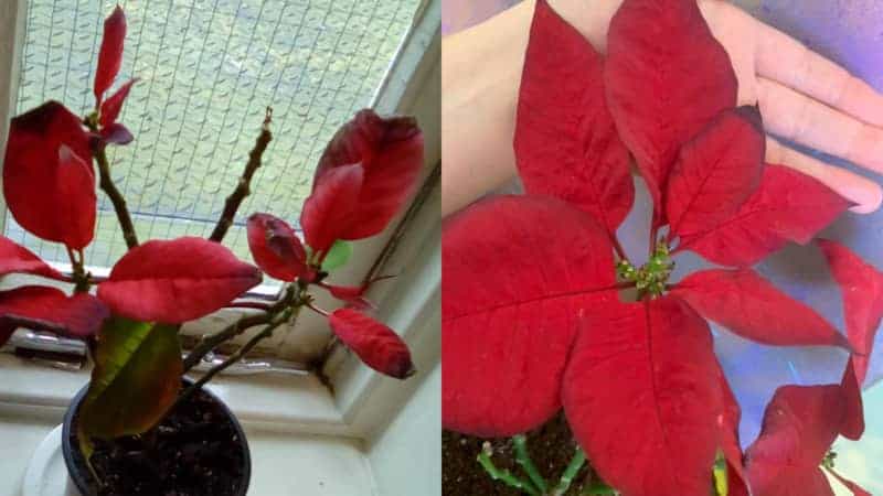 Poinsettia poinsettias white greenhouse mildew