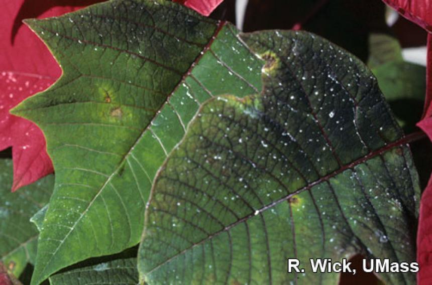 Black Spots On Poinsettia Leaves