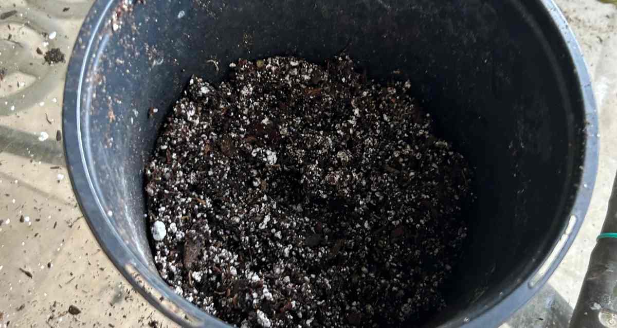 Plumeria Soil Mixture