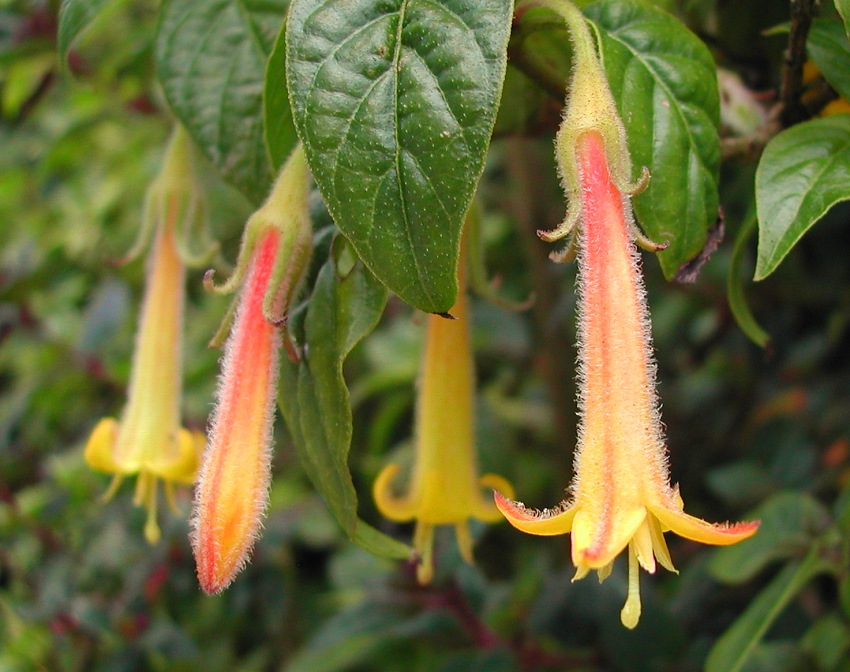 Leaves fuchsia spots yellowing hanging ask garden question thanks forum