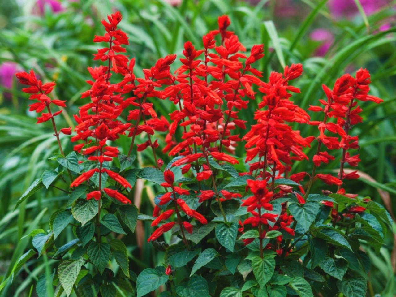 Can Salvias Grow In Shade