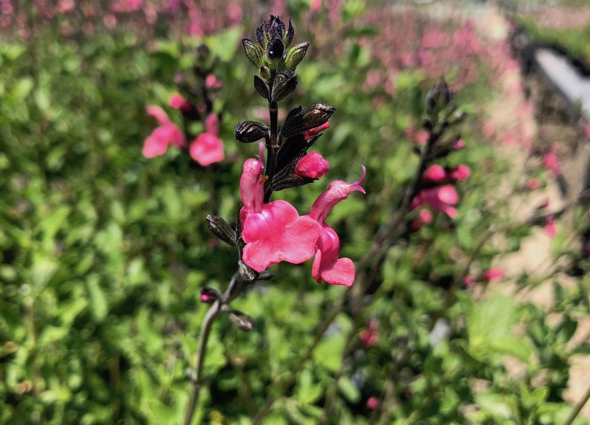 Do Salvias Grow In Shade