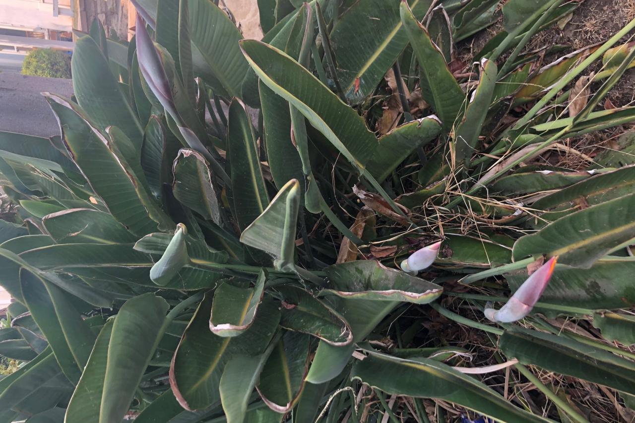 Bird Of Paradise Leaves Turning Brown And Curling