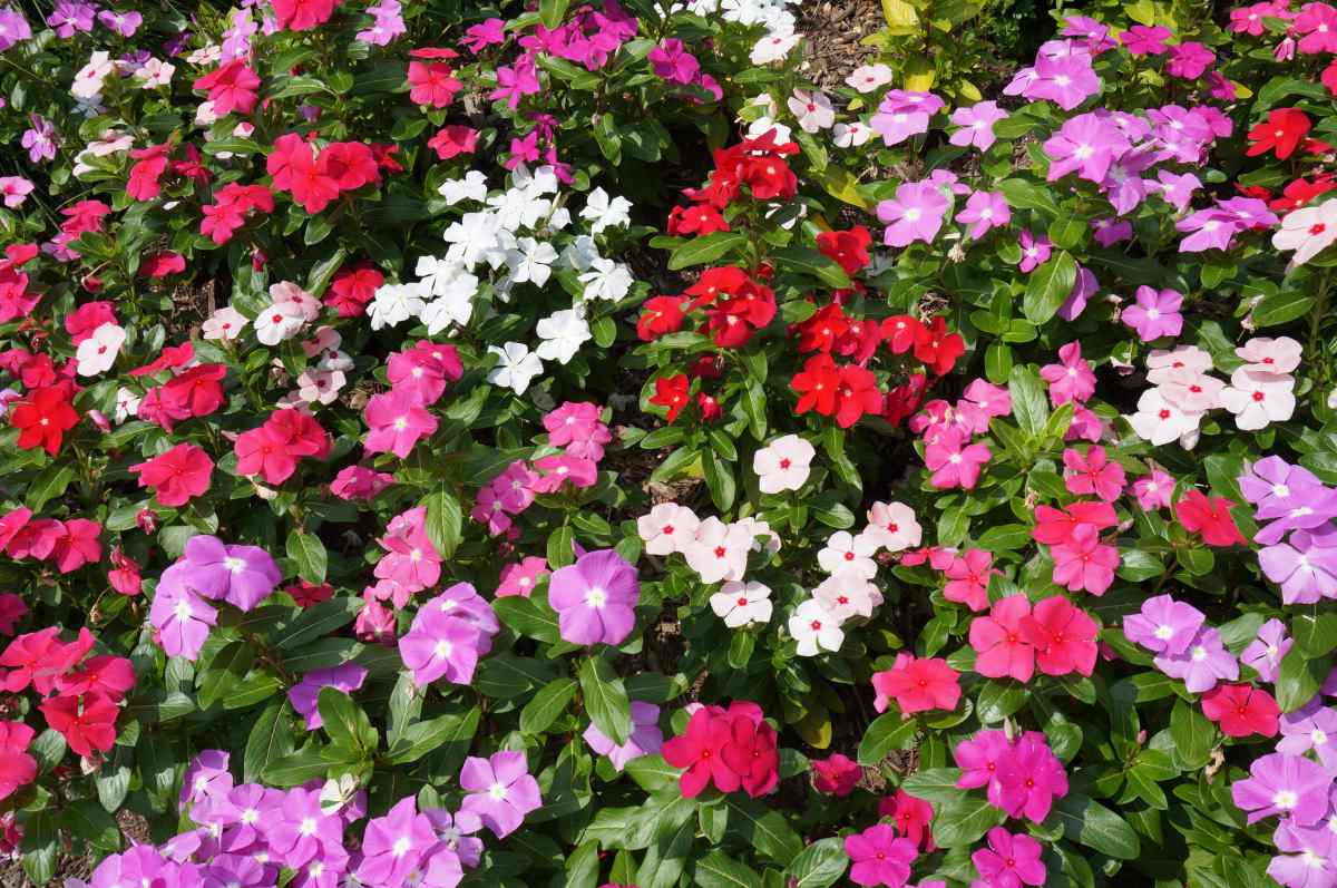 Sunpatiens blooms
