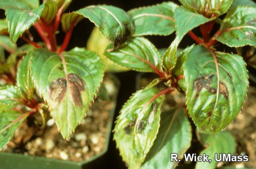 New Guinea Impatiens Diseases Pictures