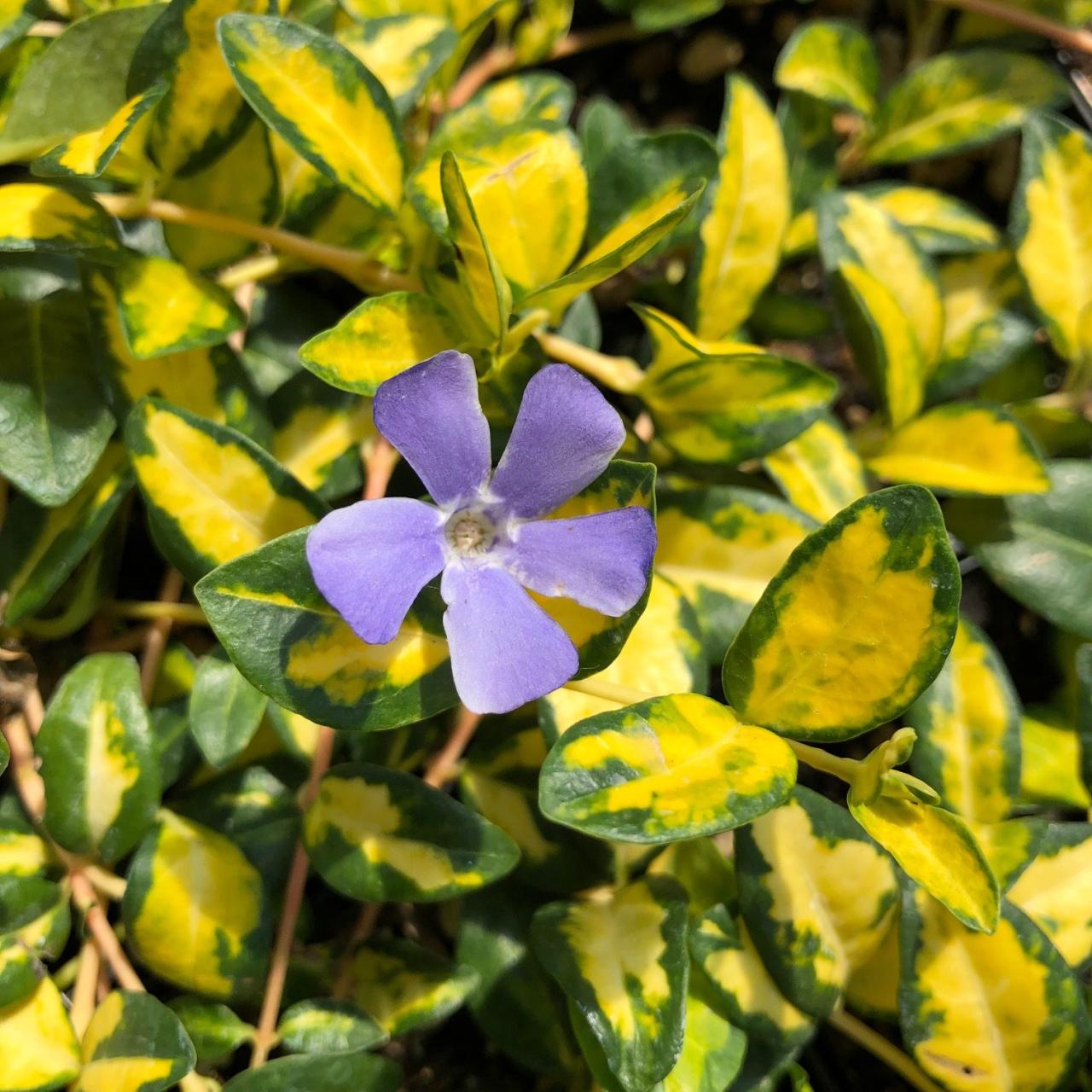 Vinca Leaves Yellow