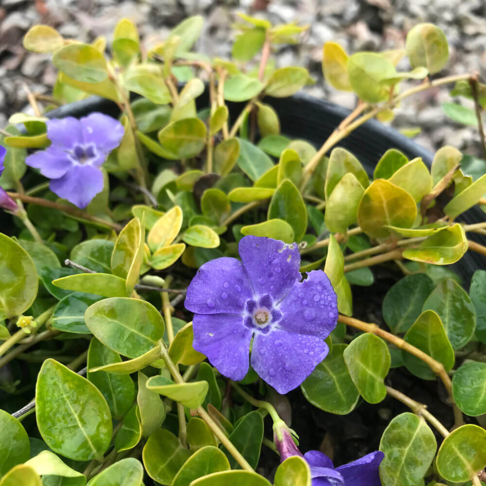 Vinca