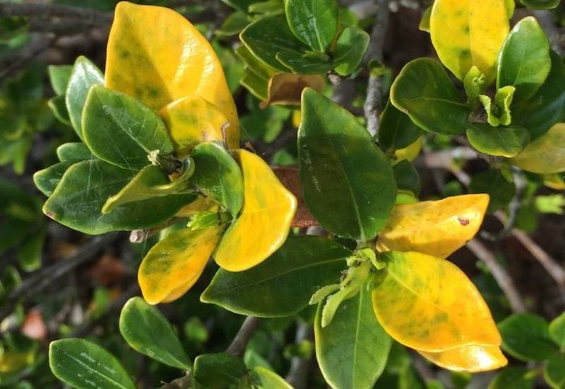 Gardenia Leaves Yellow With Brown Spots