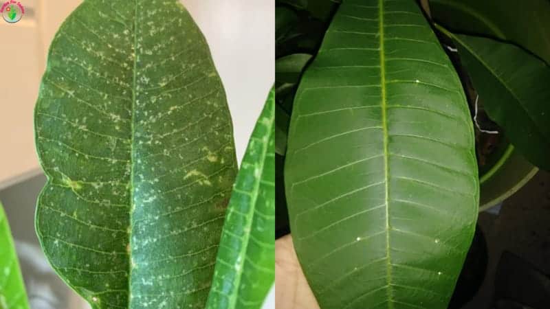 Plumeria rust plantclinic