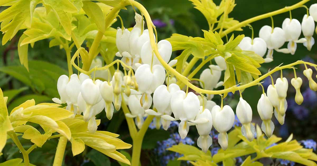 Bleeding Heart Turning Yellow
