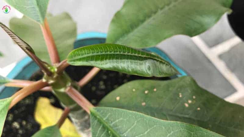 Plumeria Leaf Spots