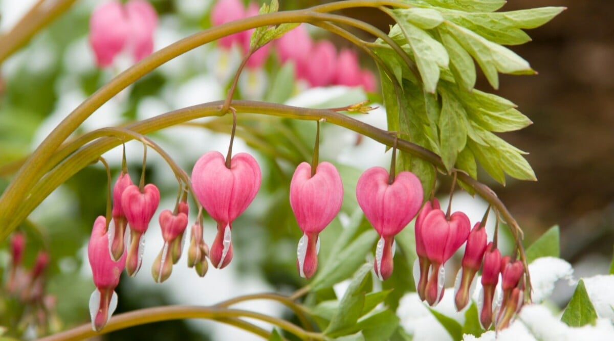 Bleeding turning necessarily closely variety gardenerspath