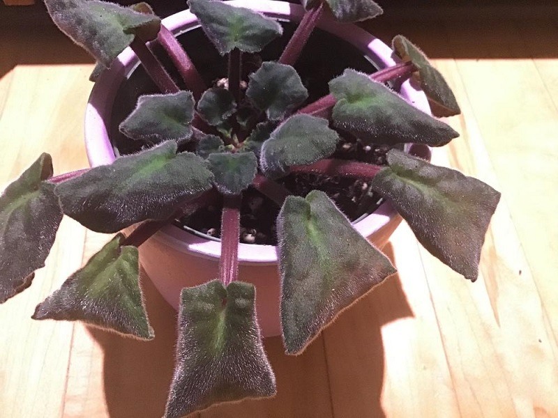 Droopy African Violet Leaves