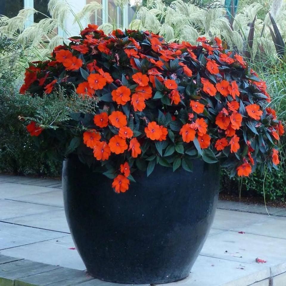 Sunpatiens