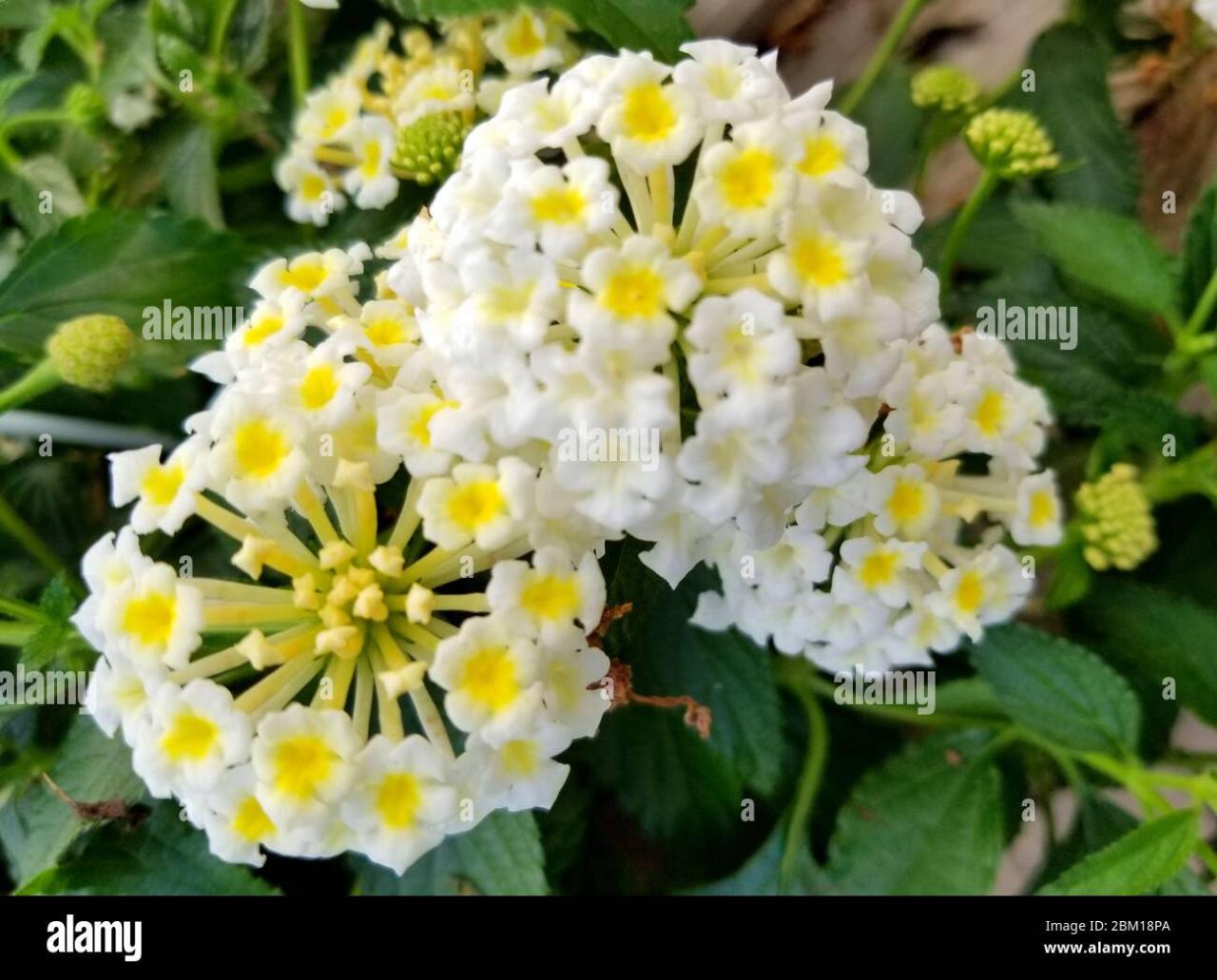 Yellow And White Lantana