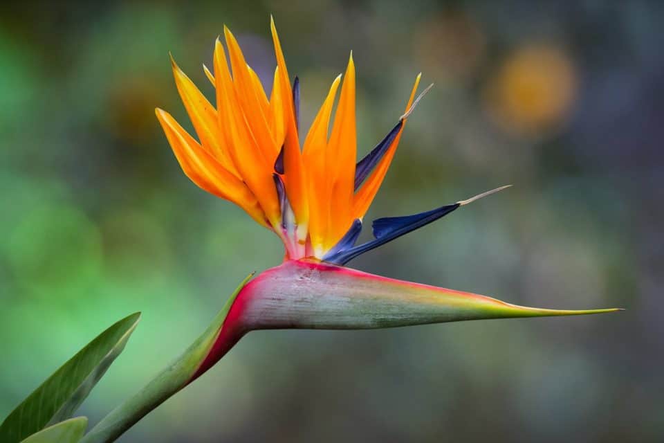 Why Is My Bird Of Paradise Drooping
