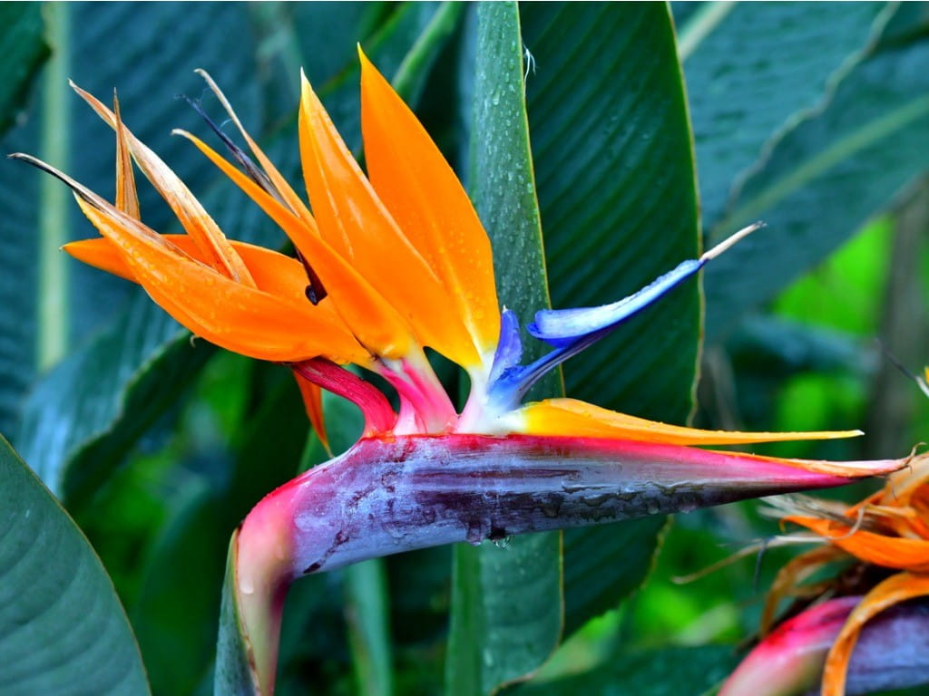Drooping Birds Of Paradise