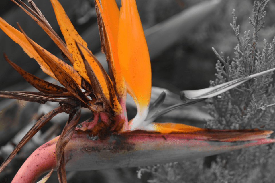 Edges leaf nothing windy area joyusgarden