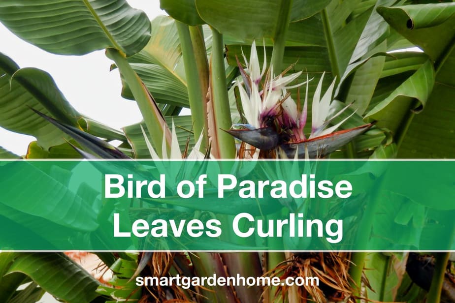 Why Are My Birds Of Paradise Leaves Curling