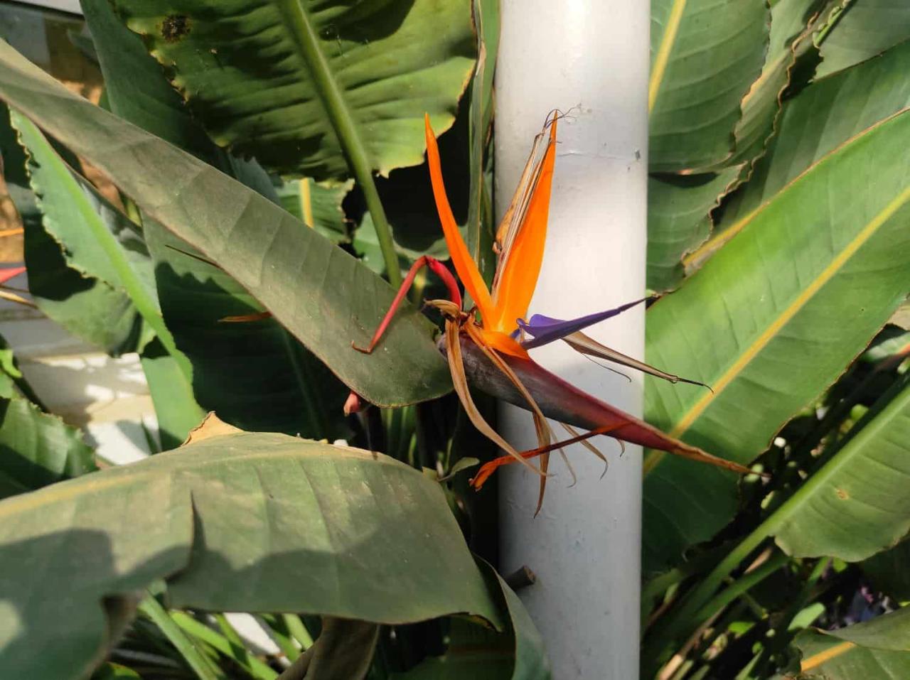 Birds Of Paradise Yellowing Leaves