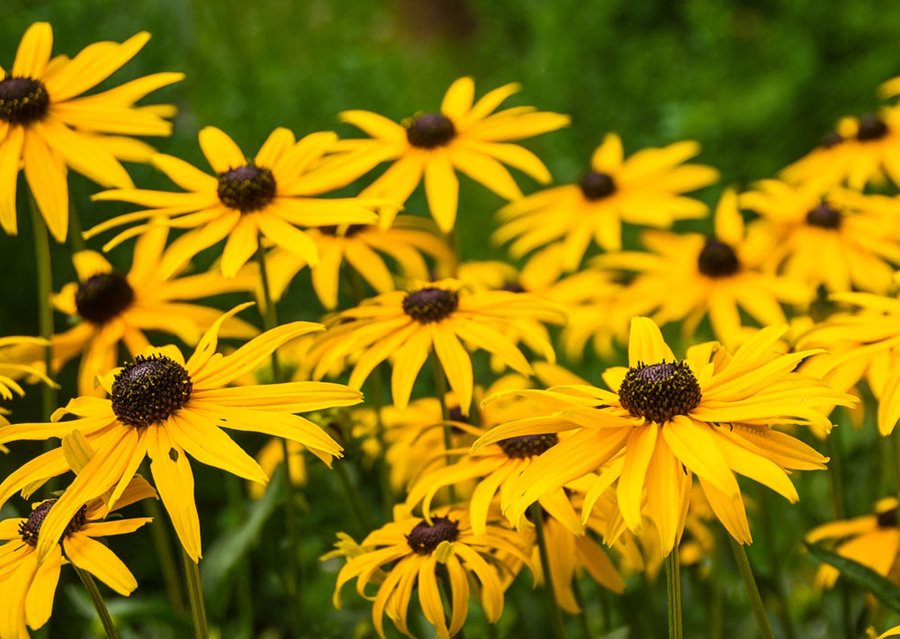 Eyed susans five than gardenerspath