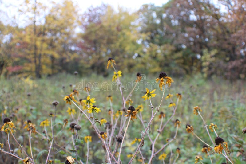 Why Are My Black Eyed Susans Wilting