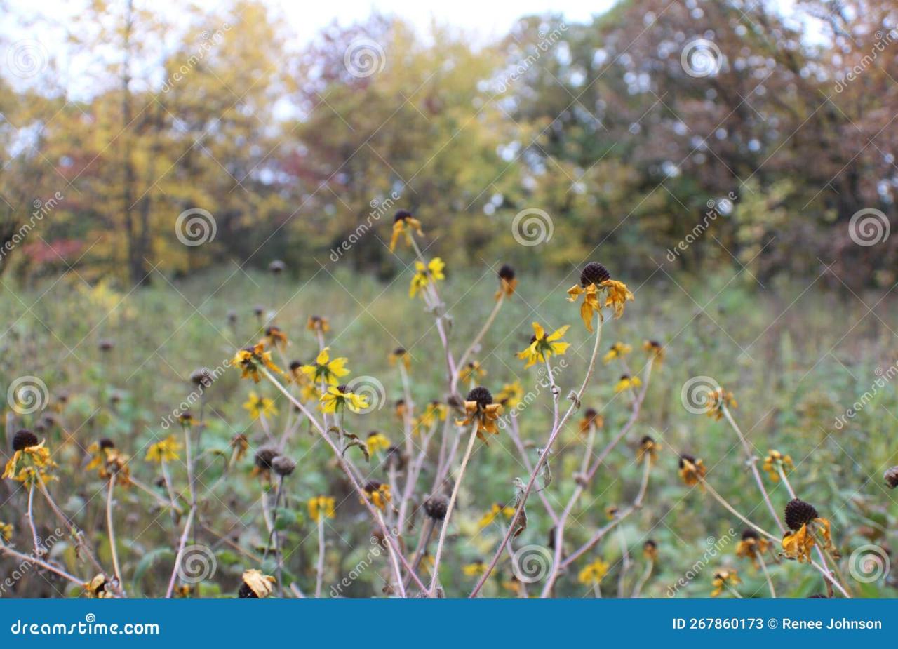 Ecotype assessing plants
