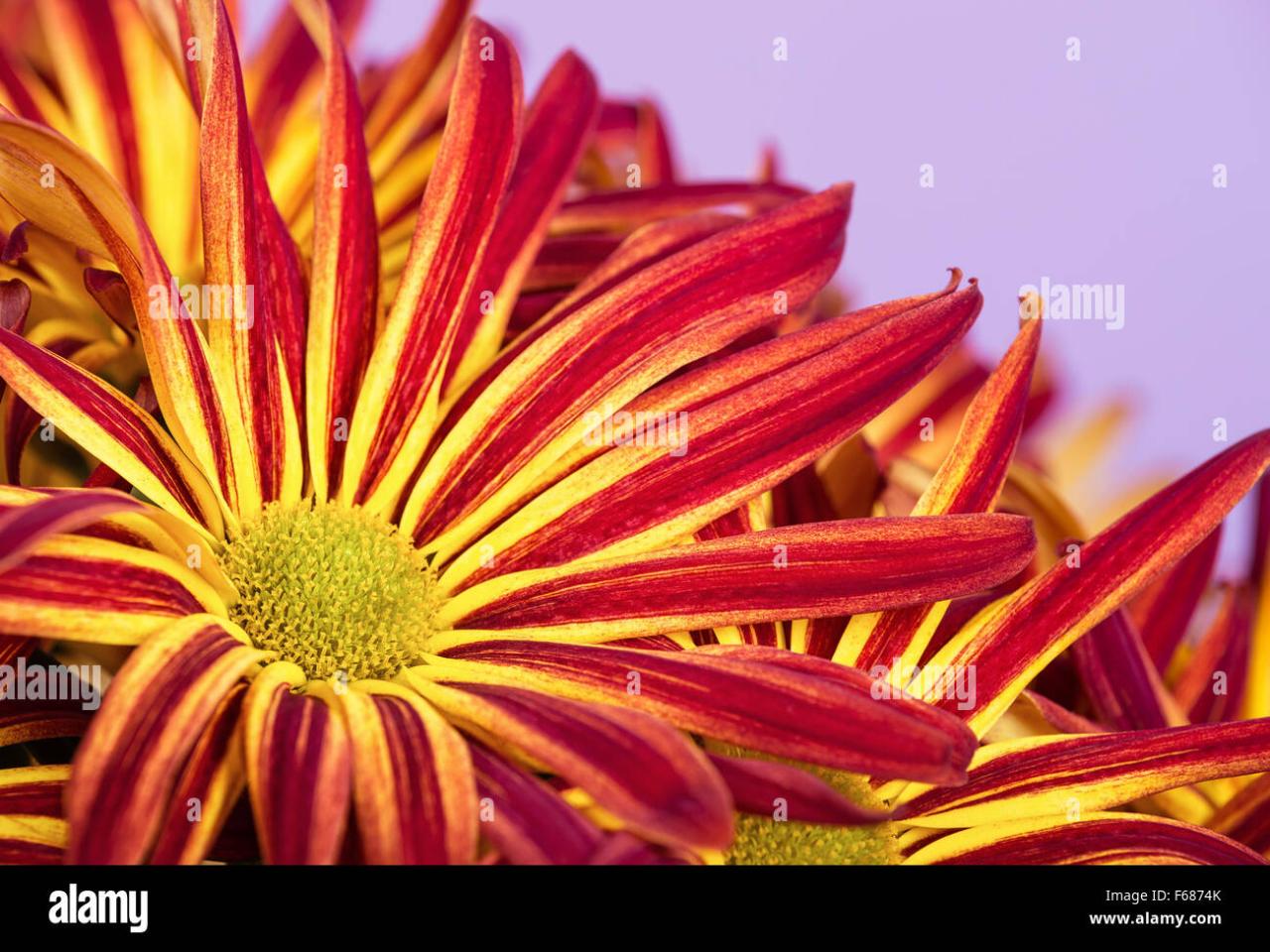 Red Yellow Chrysanthemum