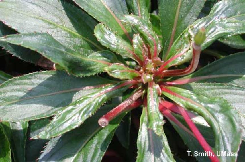 Impatiens guinea hawkeri substrate ph low necrosis chlorosis induced spotting leaf lower grown crop figure msu symptoms exhibiting toxicity mn